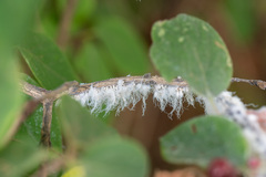 Prociphilus xylostei