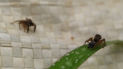 Stenaelurillus sarojinae