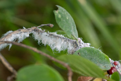 Prociphilus xylostei