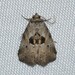 Graylet Moths - Photo (c) Royal Tyler, some rights reserved (CC BY-NC-SA), uploaded by Royal Tyler