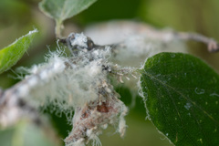 Prociphilus xylostei