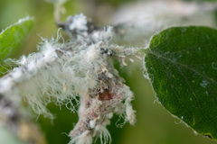 Prociphilus xylostei