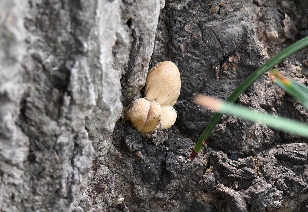 Coprinellus micaceus · August 2022 · photo: © zinogre (iNaturalist, cc-by-sa)