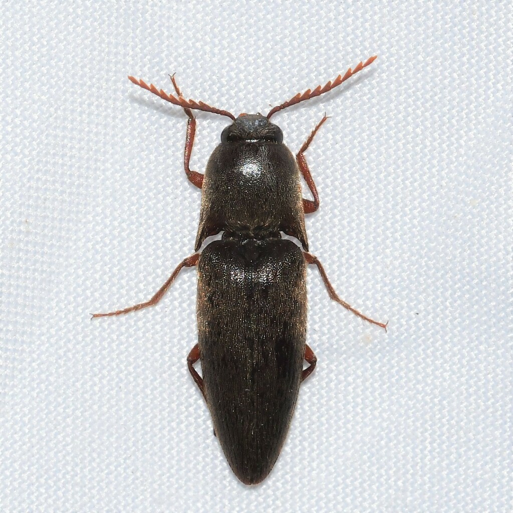 Diplostethus