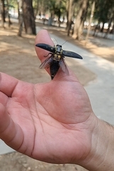 Chalcophora detrita