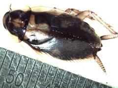 Dendroblatta callizona