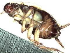 Dendroblatta callizona