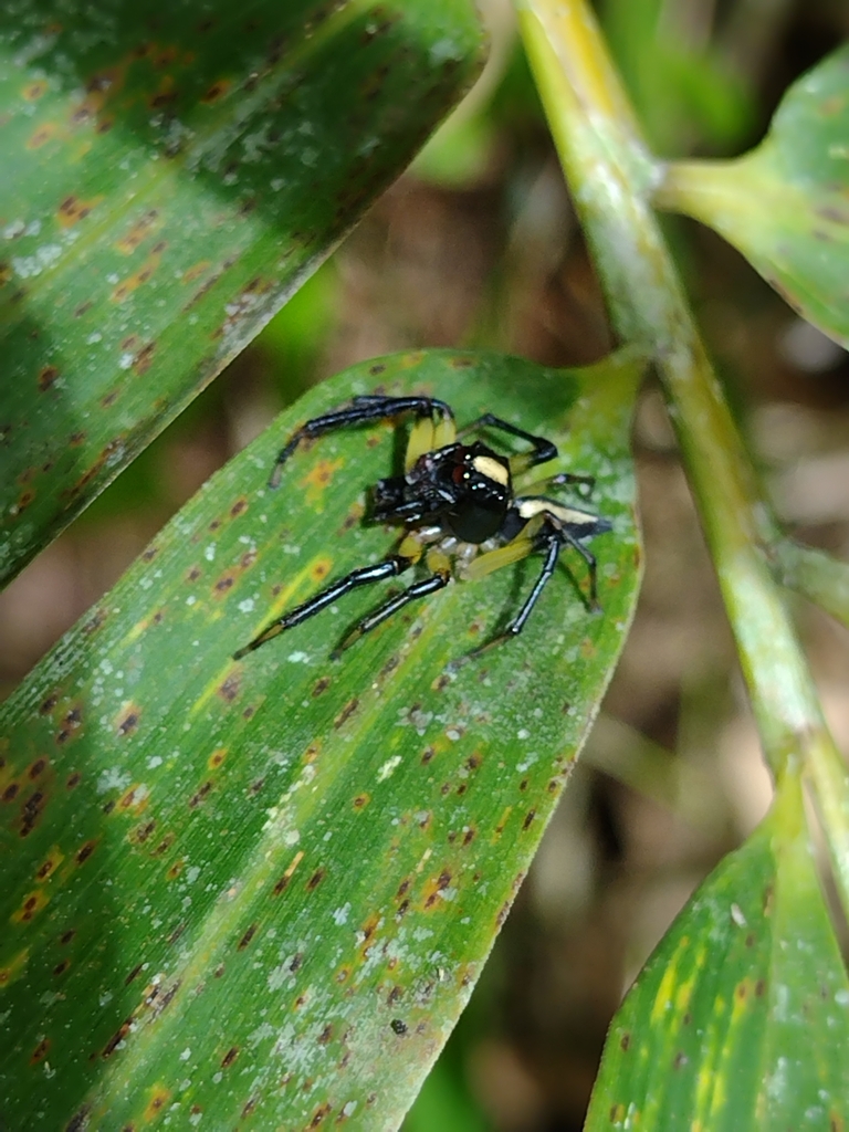 Amycus flavicomis