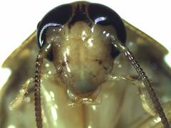 Epilampra substrigata