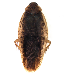 Epilampra substrigata