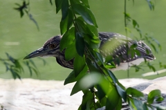 Nycticorax nycticorax