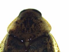 Epilampra substrigata