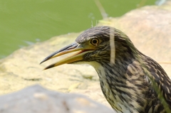 Nycticorax nycticorax