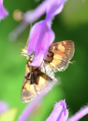 Pyrausta orphisalis