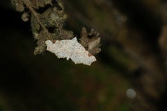 Prolophota trigonifera