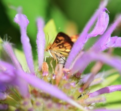 Pyrausta orphisalis
