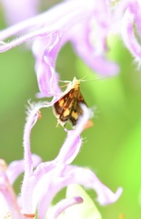 Pyrausta orphisalis