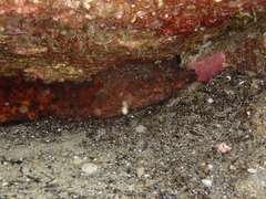 Holothuria sanctori