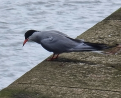 Sterna hirundo