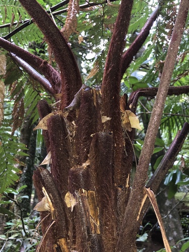 Dicksonia youngiae, photograph 2
