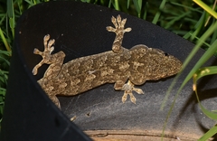 Gekko swinhonis