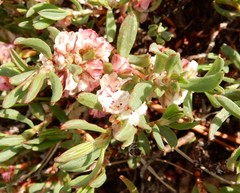 Polygonum shastense