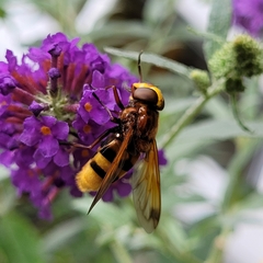 Volucella zonaria