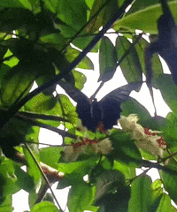 Papilio rumanzovia