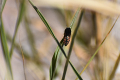 Acmaeodera parkeri