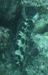 Epinephelus polyphekadion