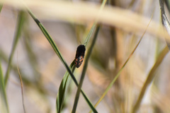 Acmaeodera parkeri