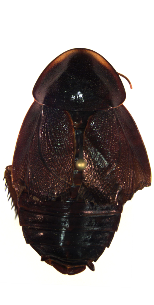 Neorhicnoda