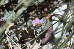 Acmaeodera parkeri