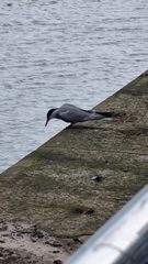 Sterna hirundo