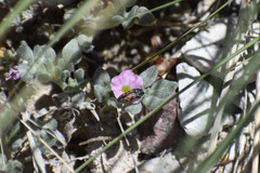 Acmaeodera parkeri