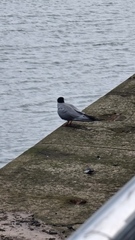 Sterna hirundo