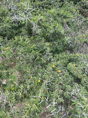 Vachellia tortuosa