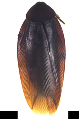 Nyctibora dichropoda