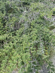Vachellia tortuosa