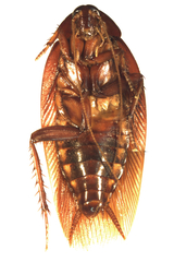 Nyctibora dichropoda
