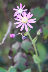 Pericallis