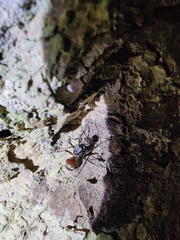 Polyrhachis bicolor