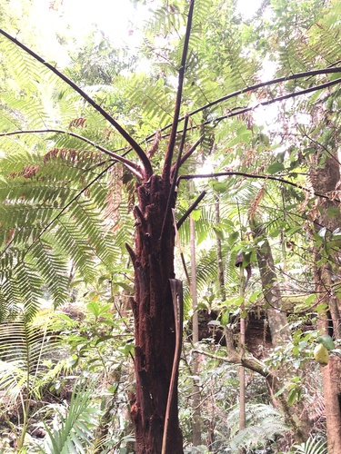Dicksonia youngiae observed 2022-07-30