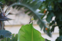 Serinus canaria canaria