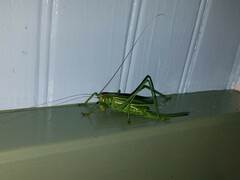 Hubbellia marginifera