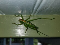 Hubbellia marginifera