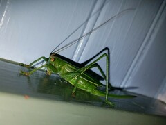 Hubbellia marginifera