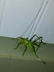 Hubbellia marginifera