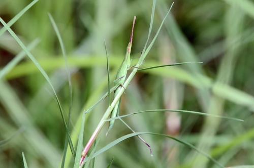 Oriental Longheaded Locust photo 3