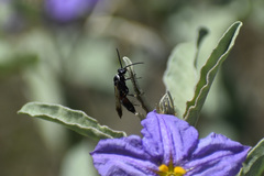 Ceropalinae